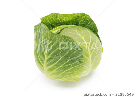 捲心菜 21893549