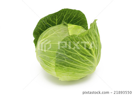 cabbage  21893550