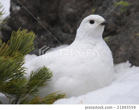 Winter feathers grouse female 21893559