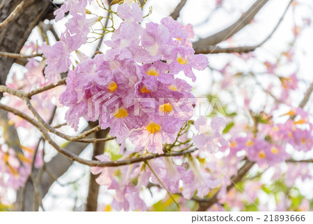 Tabebuia rosea Pink flowers. Tabebuia rosea Pink flowers. 21893666