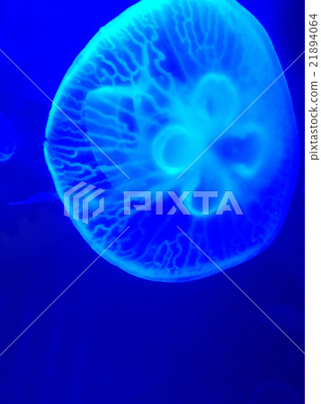 closed up the jellyfish in aquarium closed up the jellyfish in aquarium 21894064