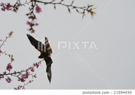 蜻蜓的舞蹈 21894836