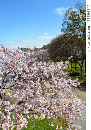 沿大阪大川的櫻花行 沿大阪大川的櫻花行 21894842