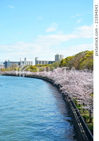 Cherry blossom rows along the Osaka Okawa Cherry blossom rows along the Osaka Okawa 21894843
