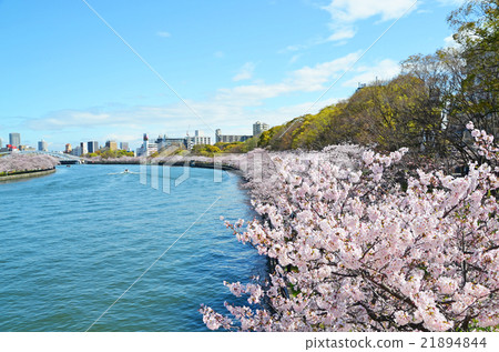 Cherry blossom rows along the Osaka Okawa 21894844