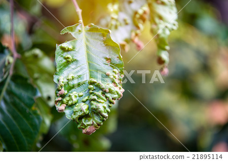 Disease spots on a closeup of a leaf 21895114