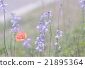 野花 21895364