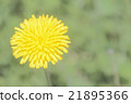 蒲公英 21895366