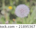 蒲公英 21895367