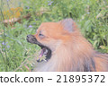 一隻狗 21895372