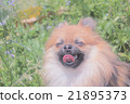 一隻狗 21895373