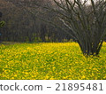 Spring rapeseed flower field 21895481