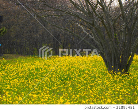 Spring rapeseed flower field 21895481