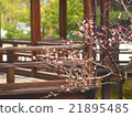 Plum blossoms blooming in the Japanese garden 21895485