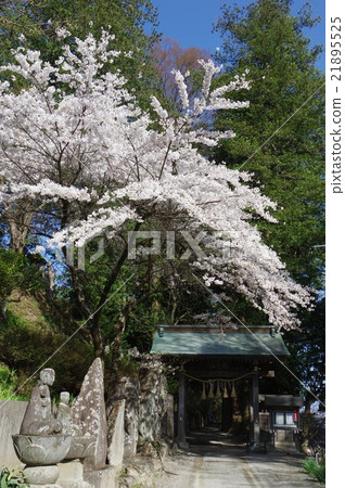 Shinshu岡谷寺Kosaka Kannon Sakura和Yamagata Vertical Takeda Katsukesa的母親·Terry Su訪宿舍居住的地方 21895525