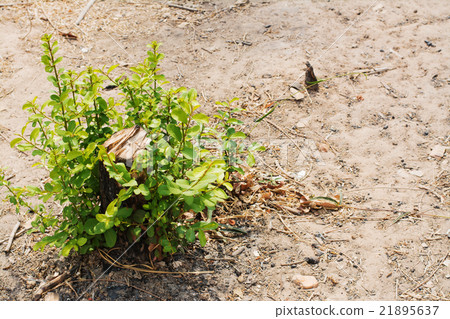 young plant growing on tree stump vintage 21895637
