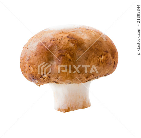 natural mushroom champignon 21895844