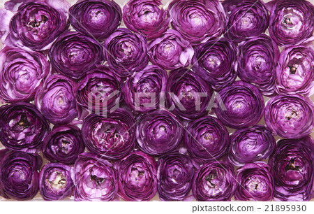 Ranunculus · gathering 21895930