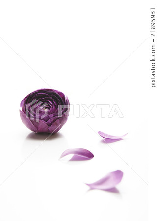 Ranunculus · petals Ranunculus · petals 21895931