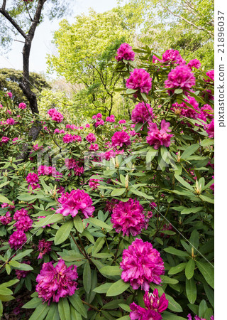 Rhododendrons of Nanaizawa Forest Park 21896037