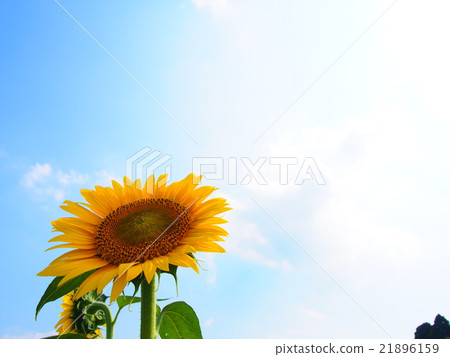 藍天和向日葵 21896159