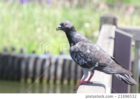 Pigeons 21896532