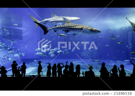 美麗海水族館 21896538