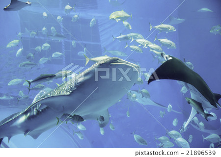 Churaumi Aquarium 21896539