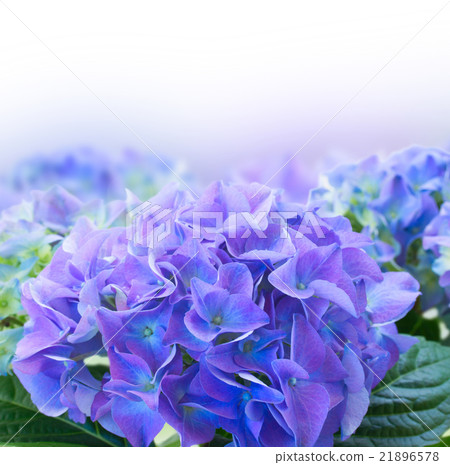 border of blue hortensia flowers border of blue hortensia flowers 21896578