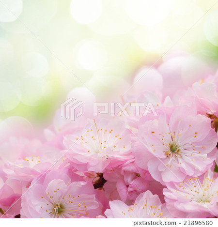 Blossoming pink tree Flowers 21896580