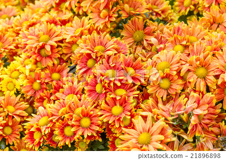 Orange Chrysanthemum flowers in garden Orange Chrysanthemum flowers in garden 21896898