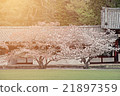 Two Sakura trees in the japanese garden 21897359