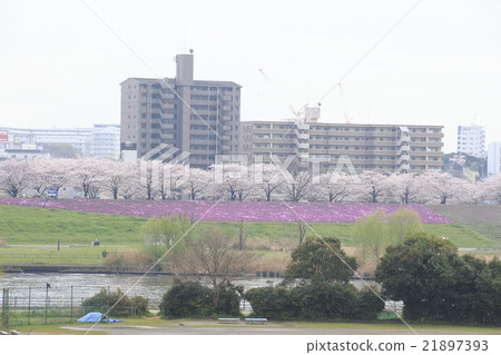 春天Arakawa Akabane Sakurayama Shiba和櫻花在綠色區域 春天Arakawa Akabane Sakurayama Shiba和櫻花在綠色區域 21897393