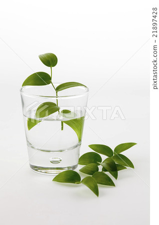 與垂直放置的smilax的小小玻璃葉子在葉子 與垂直放置的smilax的小小玻璃葉子在葉子 21897428