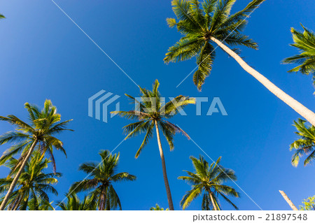 Coconut palms against blue sky background 21897548