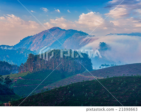 Green tea plantations in Munnar, Kerala, India Green tea plantations in Munnar, Kerala, India 21898663