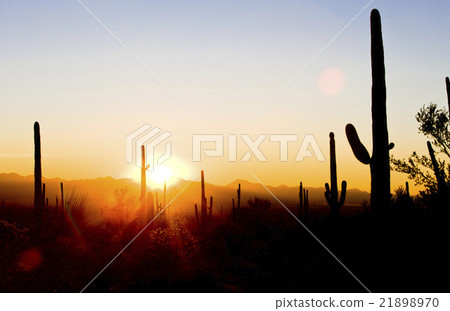 sunset in Saguaro National Park, Arizona, USA 21898970
