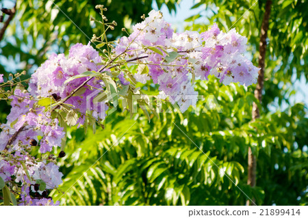 Cananga Odorata Flowers Thai Flower Tabak Stock Photo