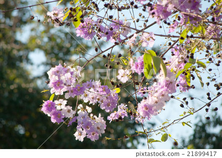 Cananga odorata flowers, Thai Flower Tabak 21899417