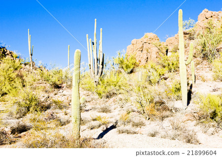 Saguaro National Park, Arizona, USA 21899604