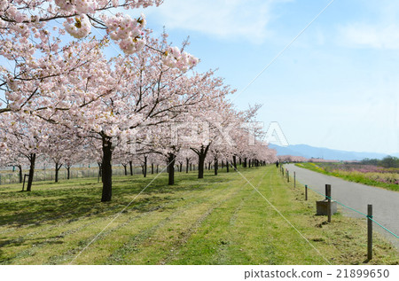 Cherry blossom trees on the Chikuma River bank Cherry blossom trees on the Chikuma River bank 21899650