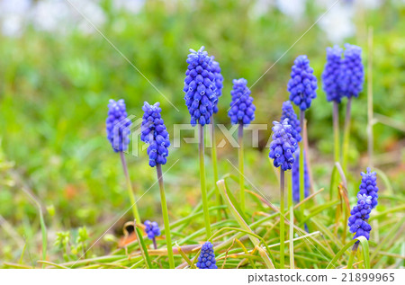 Muscari flowers Muscari flowers 21899965