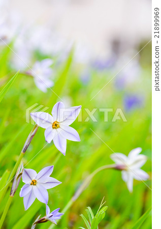 Wild hananilla 21899969