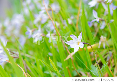 Wild hananilla 21899970