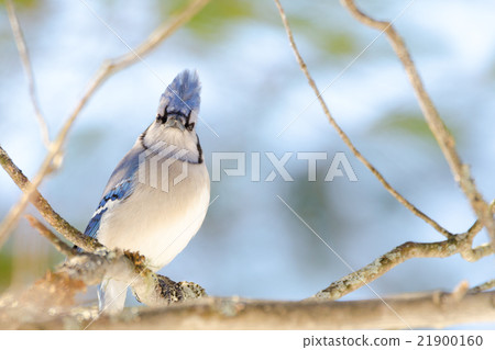 Blue Jay (Cyanocitta cristata) in early springtime Blue Jay (Cyanocitta cristata) in early springtime 21900160