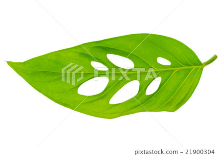 unusual green monstera (var. expilata) leaf unusual green monstera (var. expilata) leaf 21900304