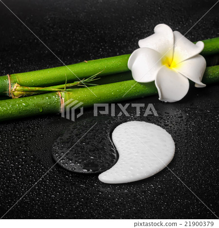spa concept of tropical frangipani flower, symbol  21900379
