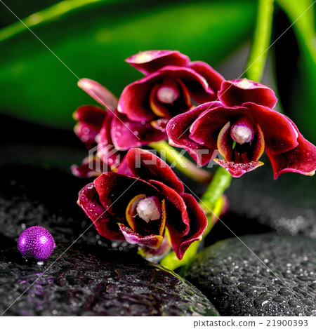 spa concept of dark cherry orchid phalaenopsis 21900393