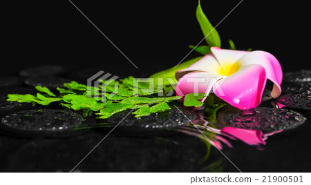 spa concept of plumeria flower, green branch spa concept of plumeria flower, green branch 21900501