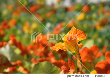 Nastastic in full bloom Nastastic in full bloom 21900618